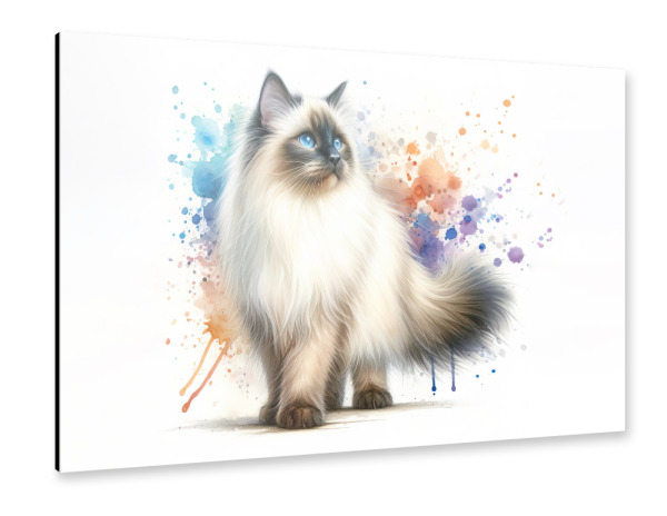 Alu-Dibond "Heilige Katze von Burma B" 75x50 cm artboxONE