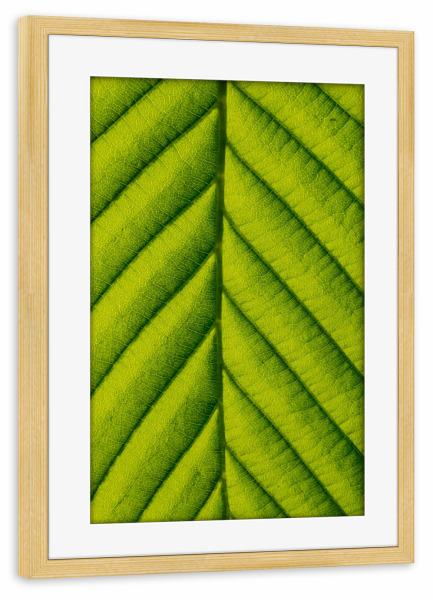 Poster mit Rahmen kiefer "Grüner Blattmakro" artboxONE - Natur