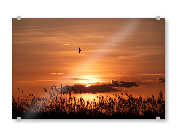 Acrylglasbild "Orange sunset at the lake" artboxONE - Natur