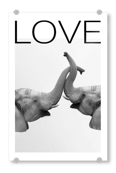 Acrylglasbild "Zärtliche Elefanten Umarmung" artboxONE - Typografie,Tiere,Liebe