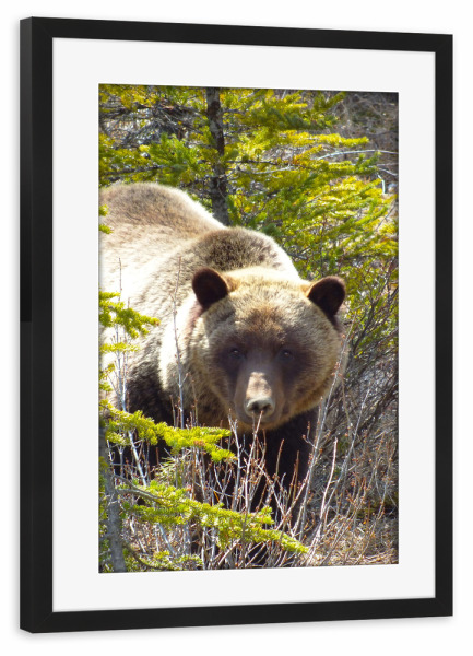 Poster mit Rahmen schwarz "Ein Grizzly" artboxONE - Natur,Tiere