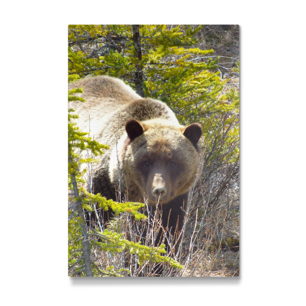 Galerie-Print "Ein Grizzly" 30x20 cm artboxONE