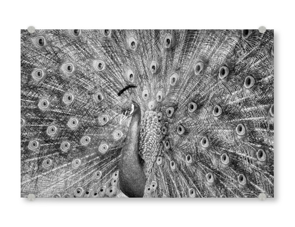Acrylglasbild "Pfauen in Schwarz und Weiß" artboxONE - Tiere