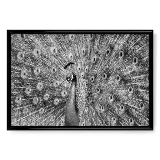 Pfauen in Schwarz und Weiß Pfauen in Schwarz und Weiß