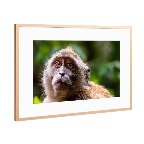 Poster mit Rahmen Kupfer "Gesicht eines Affen" artboxONE - Tiere