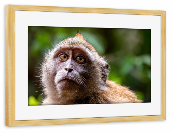 Poster mit Rahmen kiefer "Gesicht eines Affen" artboxONE - Tiere