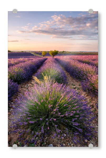 Acrylglasbild "Sonnenuntergang über Lavendelfeld" artboxONE - Natur,Reise,Reise / Länder