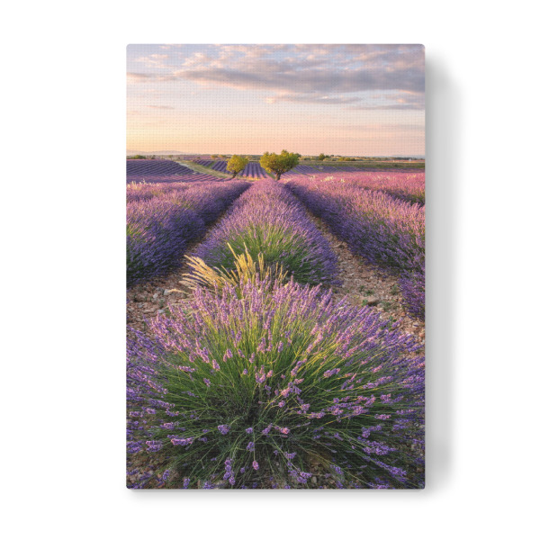 Leinwandbild "Sonnenuntergang über Lavendelfeld" artboxONE - Natur,Reise,Reise / Länder