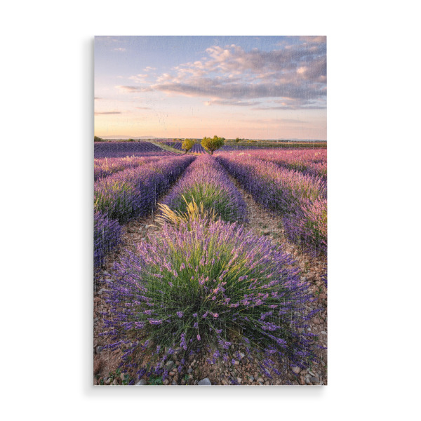 Holzbild "Sonnenuntergang über Lavendelfeld" artboxONE - Natur,Reise,Reise / Länder