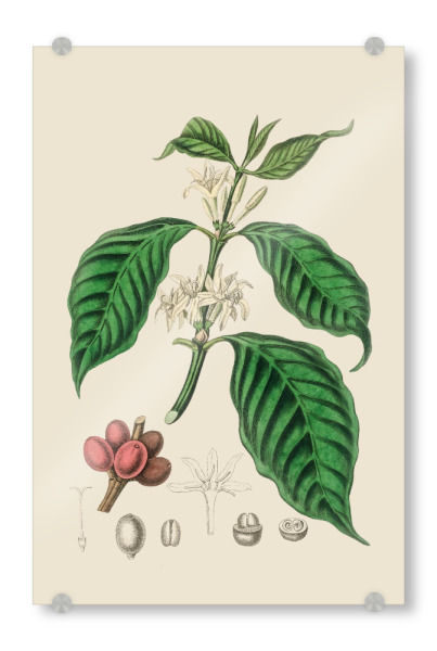 Acrylglasbild "Flowers and Fruits" artboxONE - Floral