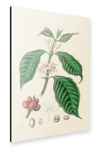 Alu-Dibond "Flowers and Fruits" 30x20 cm artboxONE