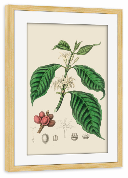 Poster mit Rahmen kiefer "Flowers and Fruits" artboxONE - Floral