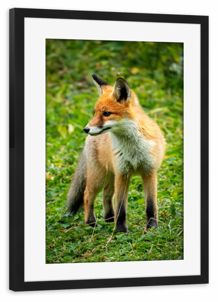 Poster mit Rahmen schwarz "Roter Fuchs im Wald" artboxONE - Tiere - Fuchs,Tier,Natur,Rot,Schlau,Süß,Lustig,Pelzig