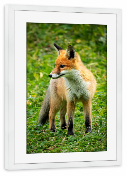 Poster mit Rahmen weiß "Roter Fuchs im Wald" artboxONE - Tiere - Fuchs,Tier,Natur,Rot,Schlau,Süß,Lustig,Pelzig