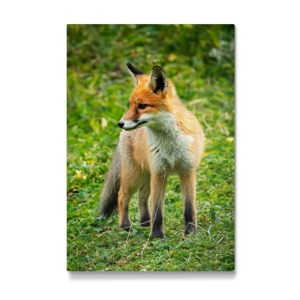 Galerie-Print "Roter Fuchs im Wald" 30x20 cm artboxONE