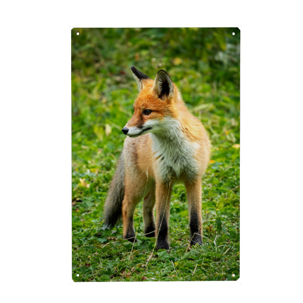 Metall Poster "Roter Fuchs im Wald" artboxONE - Tiere - Fuchs,Tier,Natur,Rot,Schlau,Süß,Lustig,Pelzig - Blechschild