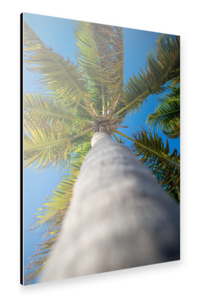 Alu-Dibond "Palme nach oben" 30x20 cm artboxONE