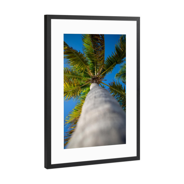 Poster mit Rahmen Schwarz (Metallic) "Palme nach oben" artboxONE - Natur,Reise,Reise / Strand und Meer