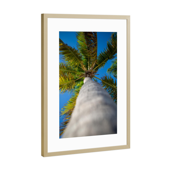 Poster mit Rahmen Gold "Palme nach oben" artboxONE - Natur,Reise,Reise / Strand und Meer