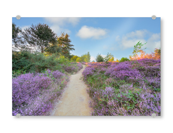 Acrylglasbild "Weg durch die blühende Heide" artboxONE - Natur,Reise,Reise / Länder