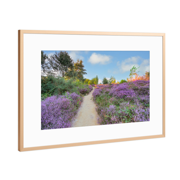 Poster mit Rahmen Kupfer "Weg durch die blühende Heide" artboxONE - Natur,Reise,Reise / Länder
