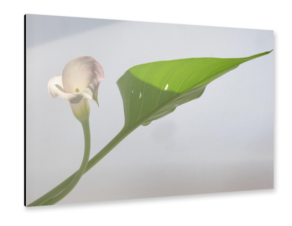 Alu-Dibond "Calla" 75x50 cm artboxONE