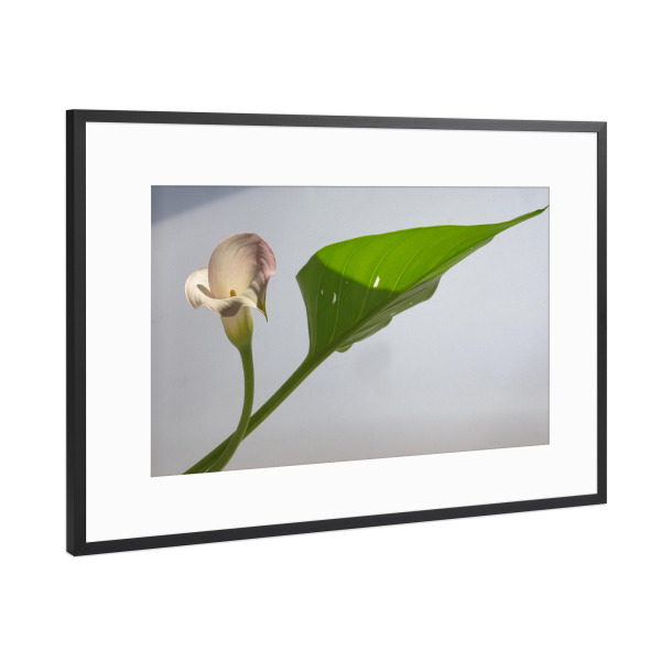 Poster mit Rahmen Schwarz (Metallic) "Calla" artboxONE - Natur,Floral - Calla,Lilie,Blume,Flower,Flora,Pflanze,Aronstab,Zimmerpflanze