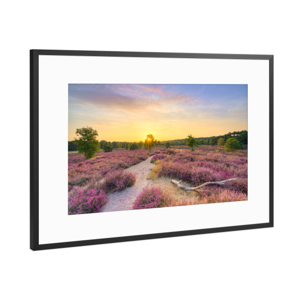 Poster mit Rahmen Schwarz (Metallic) "Sommerabend in der Heide" artboxONE - Natur,Reise