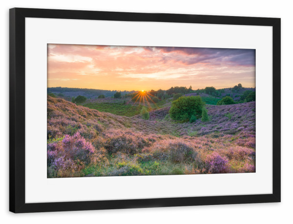 Poster mit Rahmen schwarz "Heidelandschaft am Abend" artboxONE - Natur,Reise,Reise / Länder