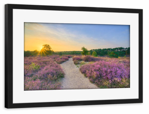 Poster mit Rahmen schwarz "Abend in der blühenden Heide" artboxONE - Natur,Reise