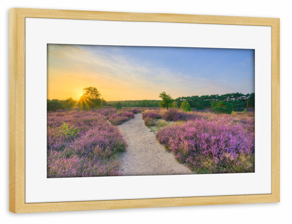 Poster mit Rahmen kiefer "Abend in der blühenden Heide" artboxONE - Natur,Reise