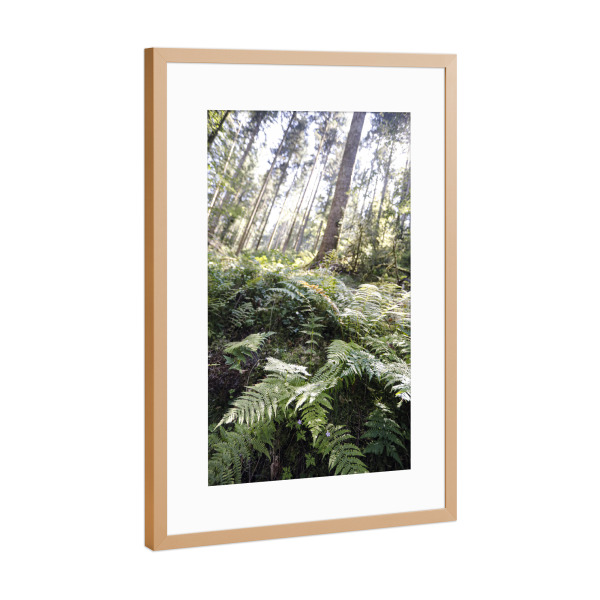 Poster mit Rahmen Kupfer "Wilder Schwarzwald Farn Tannenbaum" artboxONE - Natur,Reise,Floral