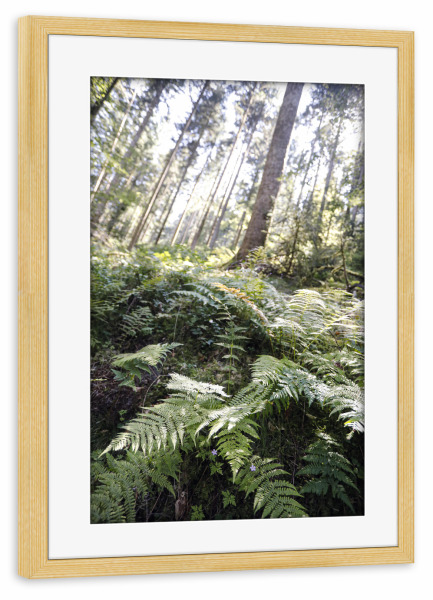Poster mit Rahmen kiefer "Wilder Schwarzwald Farn Tannenbaum" artboxONE - Natur,Reise,Floral