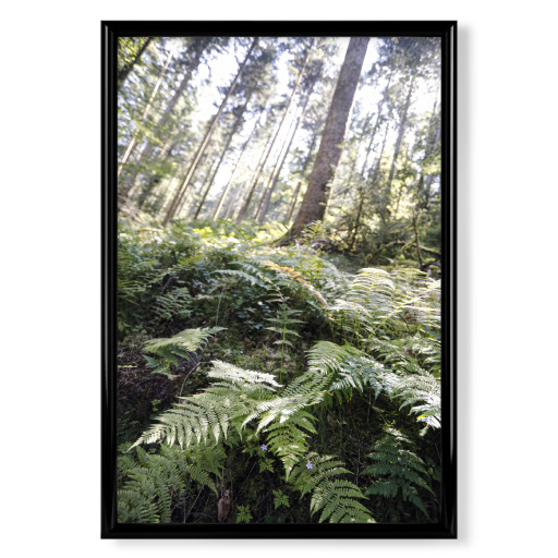 Wild Black Forest Ferns Fir Trees