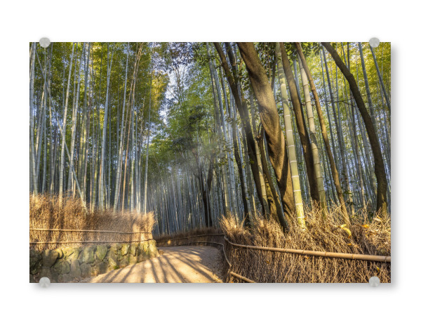 Acrylglasbild "Arashiyama Bambuswald Kyoto" artboxONE - Natur,Reise / Asien