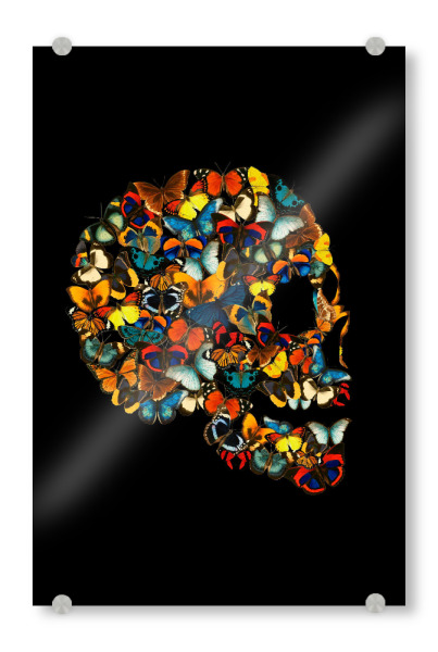 Acrylglasbild "Schmetterlingsschädelcollage" artboxONE - Natur,Halloween