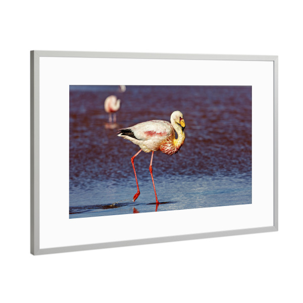 Poster mit Rahmen Silber "Flamingos der Anden" artboxONE - Natur,Reise,Tiere