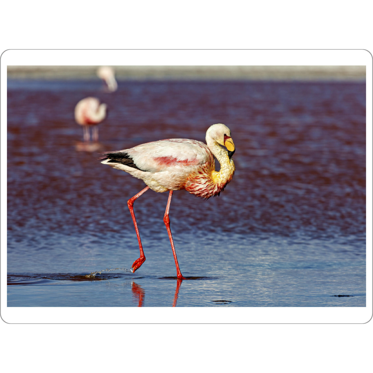 Tischset "Flamingos der Anden" artboxONE - Natur,Reise,Tiere - Bolivien,Flamingo,Altiplano,Laguna colorada,Vogel,Salar de uyuni,Südamerika,Anden