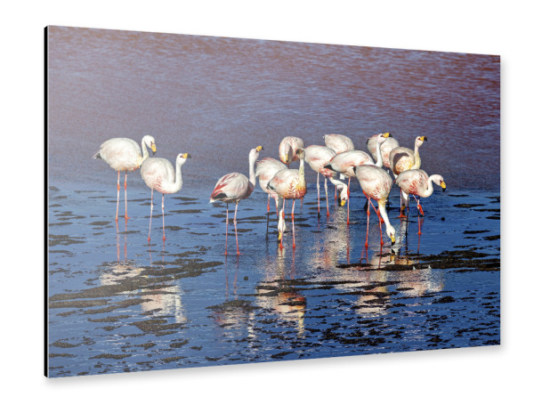 Alu-Dibond "Die Flamingos der Anden" 75x50 cm artboxONE