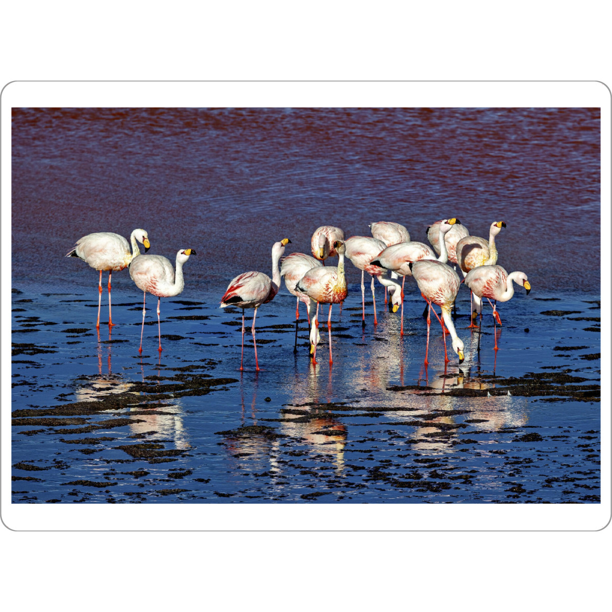 Tischset "Die Flamingos der Anden" artboxONE - Natur,Reise,Tiere - Bolivien,Flamingo,Altiplano,Laguna colorada,Vogel,Salar de uyuni,Südamerika,Anden