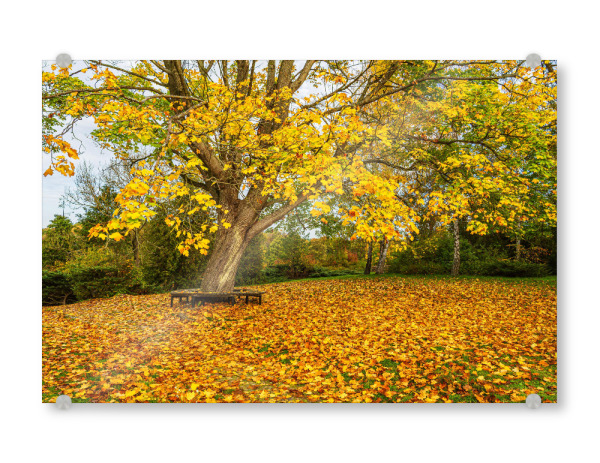 Acrylglasbild "Herbstlicher Baum in Carwitz" artboxONE - Natur,Reise,Architektur