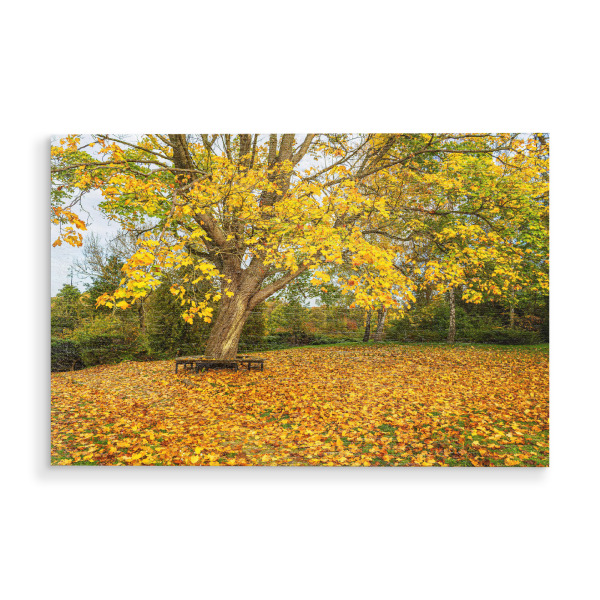 Holzbild "Herbstlicher Baum in Carwitz" artboxONE - Natur,Reise,Architektur