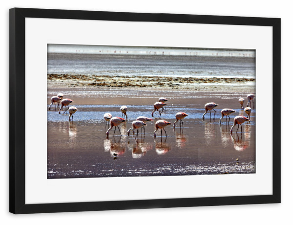 Poster mit Rahmen schwarz "Die Flamingos der Laguna Colorada" artboxONE - Natur,Reise,Tiere
