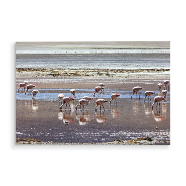 Holzbild "Die Flamingos der Laguna Colorada" artboxONE - Natur,Reise,Tiere