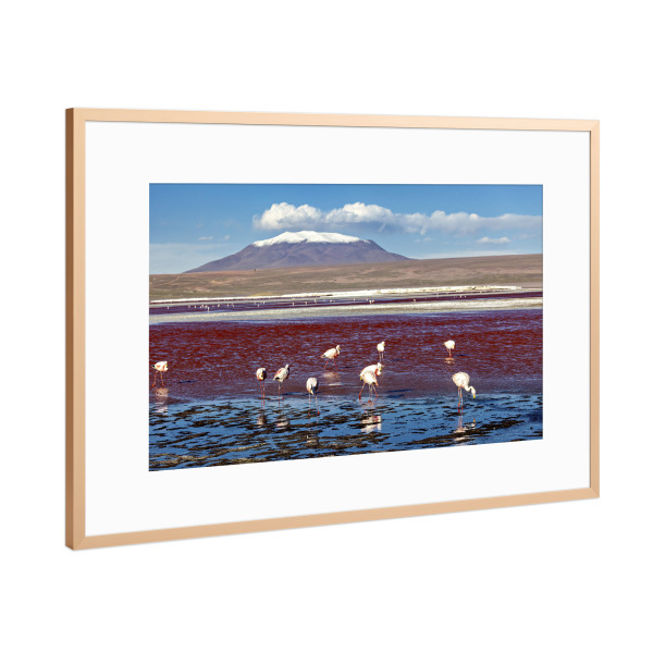 Poster mit Rahmen Kupfer "Flamingos der Laguna Colorada" artboxONE - Natur,Reise,Tiere