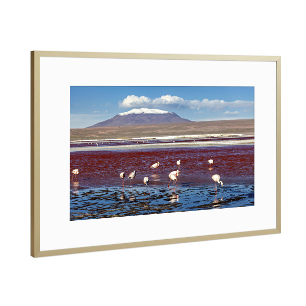 Poster mit Rahmen Gold "Flamingos der Laguna Colorada" artboxONE - Natur,Reise,Tiere