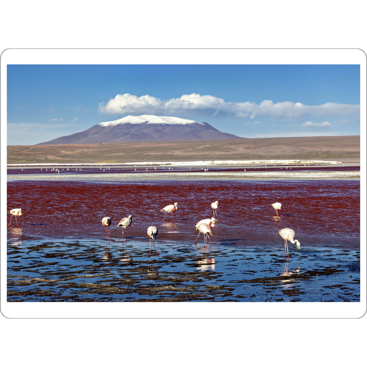 Tischset "Flamingos der Laguna Colorada" artboxONE - Natur,Reise,Tiere
