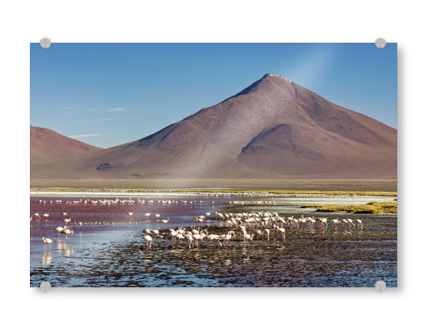 Acrylglasbild "Die Flamingos" artboxONE - Natur,Reise,Tiere - Bolivien,Flamingo,Altiplano,Laguna colorada,Vogel,Salar de uyuni,Südamerika,Anden