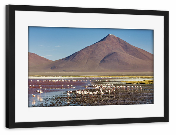 Poster mit Rahmen schwarz "Die Flamingos" artboxONE - Natur,Reise,Tiere