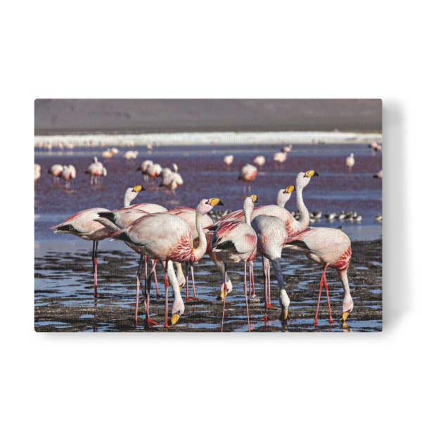 Leinwandbild "Die Flamingos der Laguna" artboxONE - Natur,Reise,Tiere